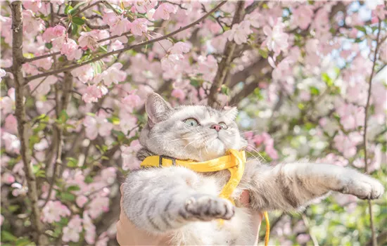 杯子被猫喝过水怎么办 无需太过担心哦！杯子被猫喝过水怎么办