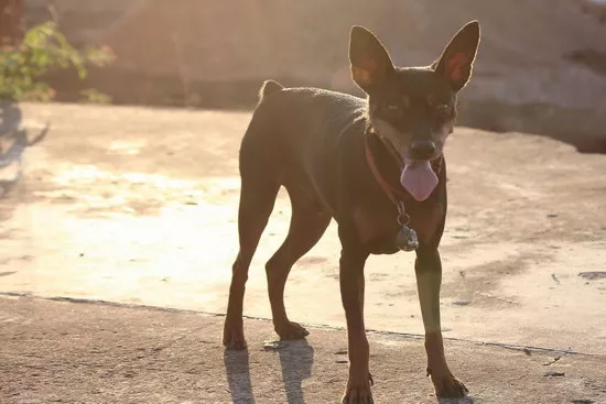 小鹿犬价格是多少钱 小鹿犬多少钱一只