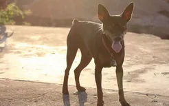 小鹿犬价格是多少钱 小鹿犬多少钱一只