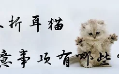 养折耳猫注意事项有哪些