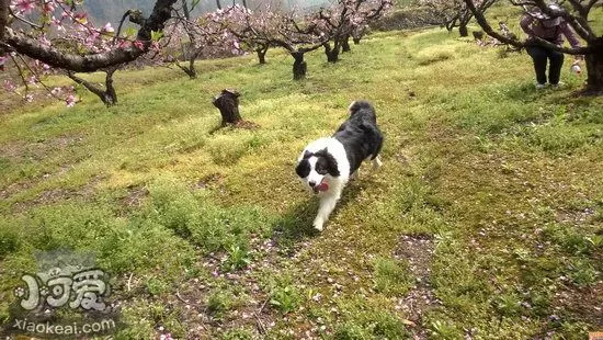 边牧幼犬怎么照顾 边境牧羊犬幼犬喂养护理知识