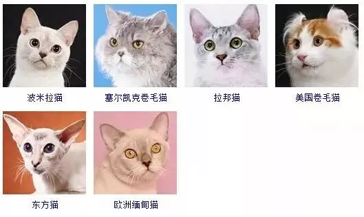 猫品种大全 采用美国CFA标准猫品种大全 采用美国CFA标准