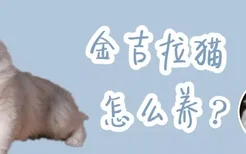 金吉拉猫怎么养