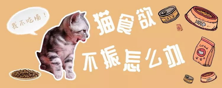 猫食欲不振怎么办