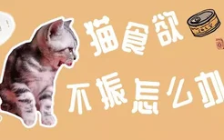 猫食欲不振怎么办