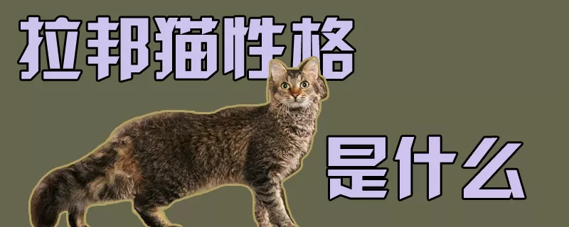 拉邦猫性格是什么