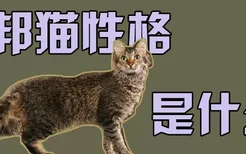 拉邦猫性格是什么