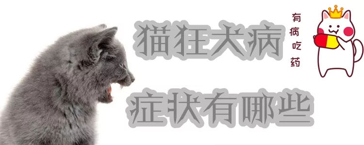 猫狂犬病症状有哪些