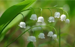 水仙花有香味吗