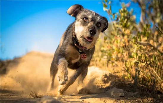 美国可卡犬有什么颜色？ 27种颜色让你看花眼美国可卡犬的所有颜色标准_惠宠_萌狗网