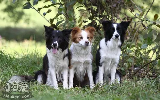 边牧耳朵怎么清理 边境牧羊犬耳朵清理方法1