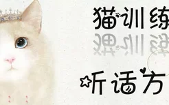 猫训练听话方法