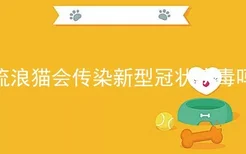 流浪猫会传染新型冠状病毒吗