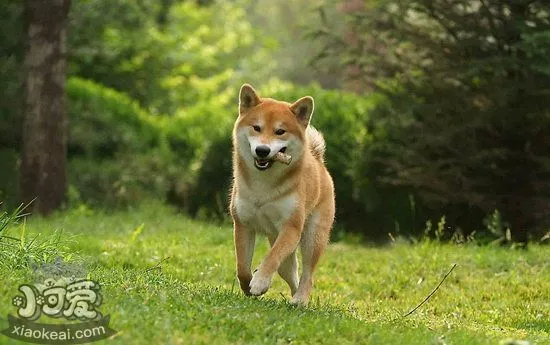 柴犬怎么养 柴犬饲养心得1