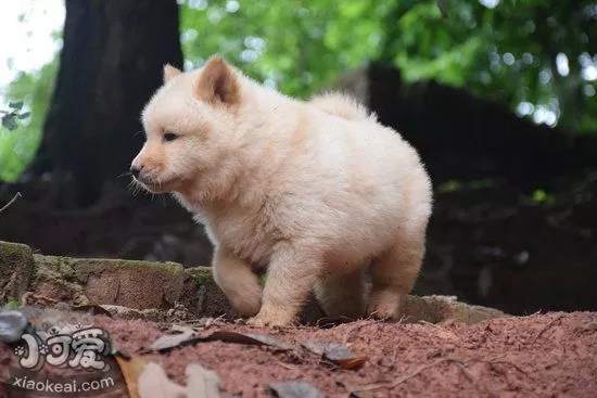 中华田园犬怎么洗澡 中华田园犬洗澡注意事项1