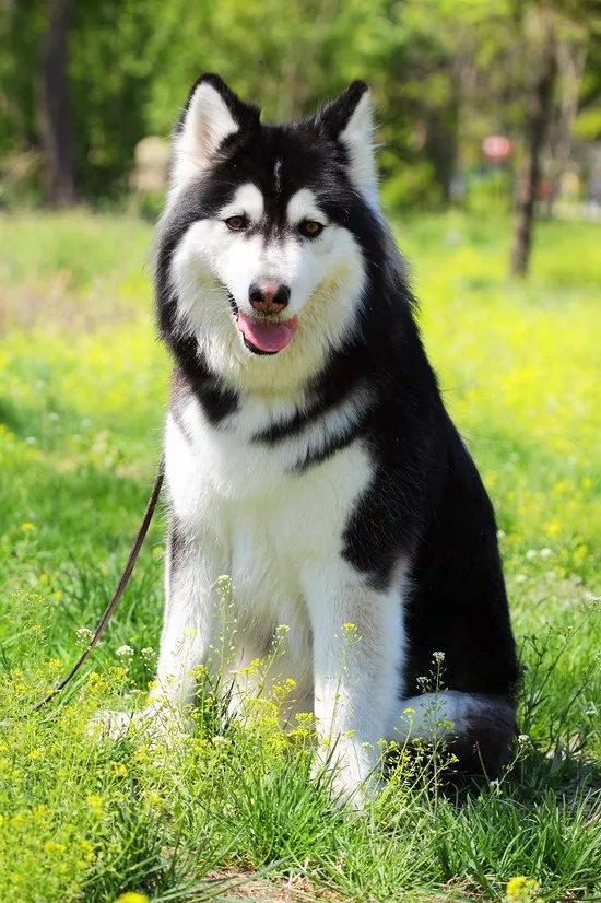 阿拉斯加犬多少钱一只 阿拉斯加犬价格详情2