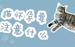 猫怀孕要注意什么