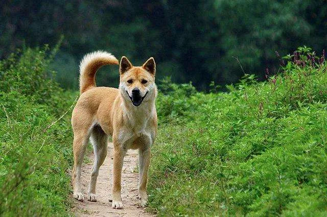 中华田园犬是不是土狗