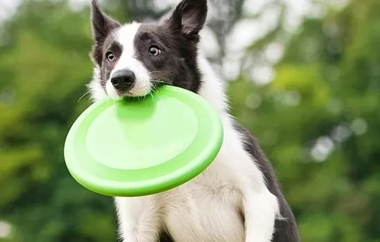 老年犬要注意什么 老年狗狗易出现的几大问题