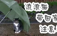 流浪猫带回家注意事项