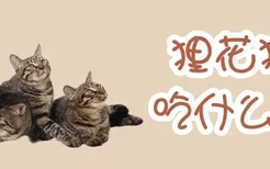 狸花猫吃什么好