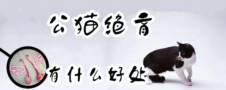 公猫绝育有什么好处