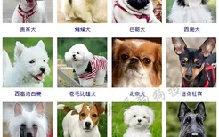 小型犬品种大全 这些狗狗你想养哪只？