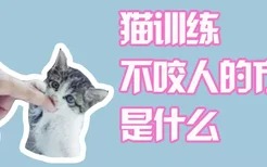 猫训练不咬人的方法是什么