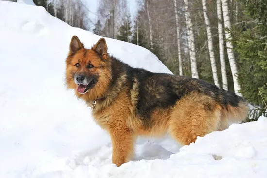 德国牧羊犬吃什么好 德牧喂养饮食注意事项3