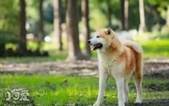 秋田犬夏天厌食怎么办 秋田犬夏天不吃东西解决方法