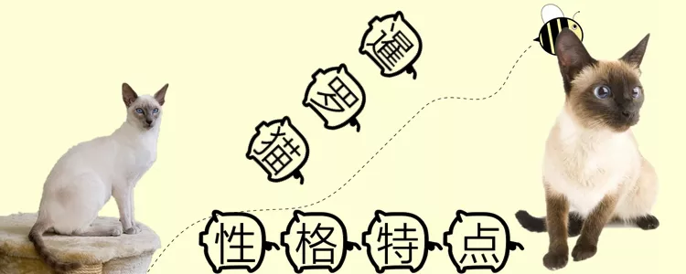 暹罗猫性格特点介绍