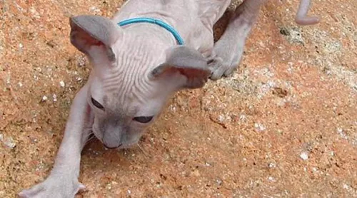 彼得秃猫吃什么 彼得秃猫喂食技巧