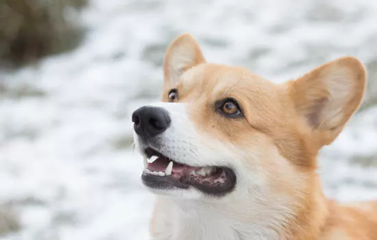 昆明犬怎样训练坐立