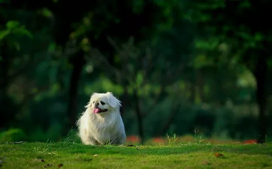 北京犬怎么训练 北京犬训练教程1