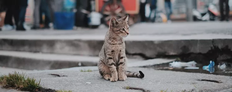 为什么猫不自觉漏屎 可能是膀胱炎！为什么猫不自觉漏屎 