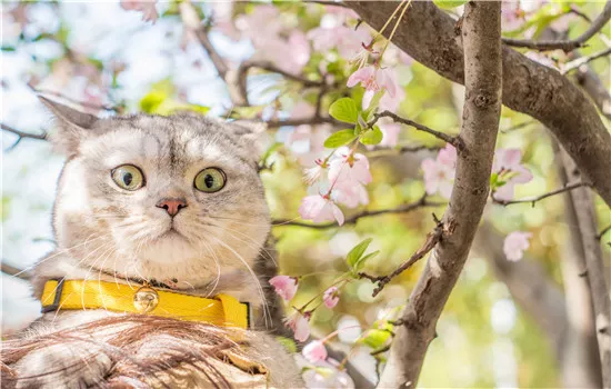 杯子被猫喝过水怎么办 无需太过担心哦！杯子被猫喝过水怎么办