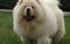 松狮犬好养吗 松狮犬好不好养