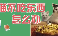 猫猫不吃东西怎么办