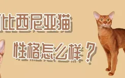 阿比西尼亚猫性格怎么样