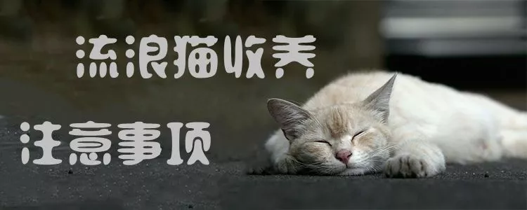 流浪猫收养注意事项