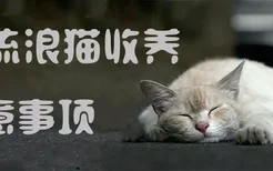 流浪猫收养注意事项