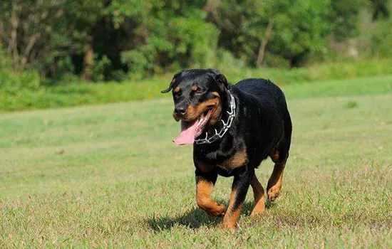 世界十大禁养猛犬 为了自己和他人的安全别再养了！世界十大禁养猛犬