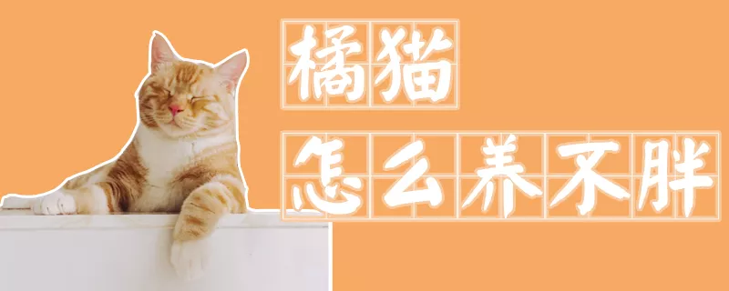 橘猫怎么养不胖