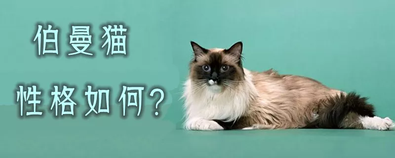 伯曼猫性格如何