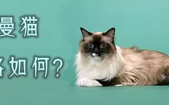 伯曼猫性格如何