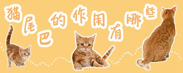 猫尾巴的作用有哪些