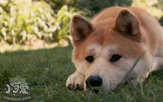 秋田幼犬得了细小怎么办 秋田幼犬得了细小治疗方法1