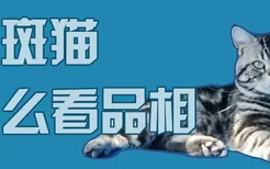 虎斑猫怎么看品相