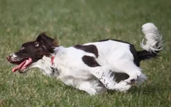 史宾格犬价格是多少钱 纯种英国史宾格犬多少钱一只