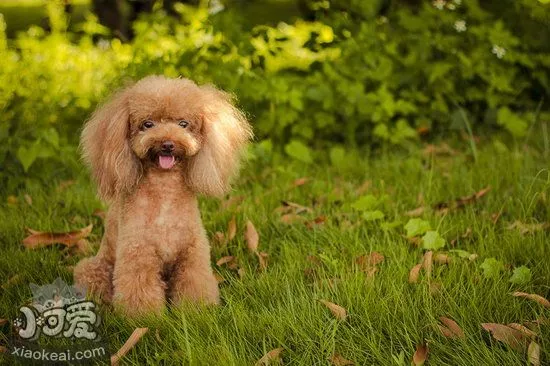 贵宾犬怎么训练大小便 贵宾犬定点上厕所训练教程